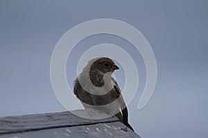 Young fledging Lapland Longspur sitting on a wooden platform, Arviat, Nunavut