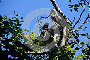 Young fledgling Great Blue Herons