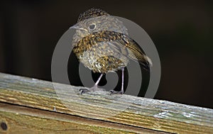 Young Fledgling taken in the garden