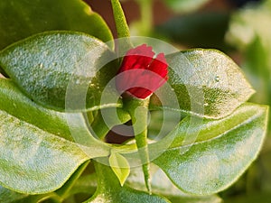 The young flower of Aptenia cordifolia displays a compact bud, promising vibrant colors yet to unfold in its daisy-like bloom.