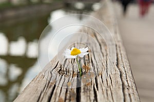 Young flower grows on a wooden surface