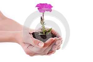 Young flower in hands