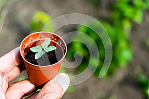 A young flower seedling in a pot against the background of a flower bed. Spring sprout, gardening