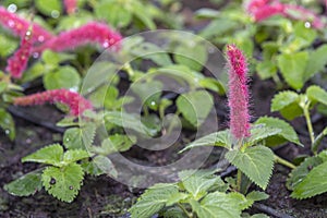 Young flower seedlings. Flowering sprouts. Growing in a greenhouse. Selective focus.