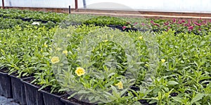 Young flower seedlings. Growing in a greenhouse. Selective focus.