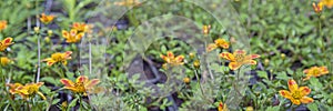 Young flower seedlings. Growing in a greenhouse. Selective focus. Close up.