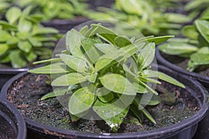 Young flower seedlings. Growing in a greenhouse. Selective focus. Close up.