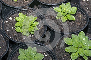 Young flower seedlings. Growing in a greenhouse. Selective focus. Close up.