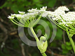 Young flower shoot of dangerous Giant Hogweed