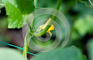 Young flowering cucumbers on a branch in a greenhouse. Plant with yellow flowers. Juicy fresh cucumber close-up macro on a