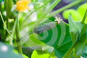 Young flowering cucumbers on a branch in a greenhouse. Plant with yellow flowers. Juicy fresh cucumber close-up macro on a