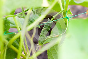 Young flowering cucumbers on a branch in a greenhouse. Plant with yellow flowers. Juicy fresh cucumber close-up macro on a