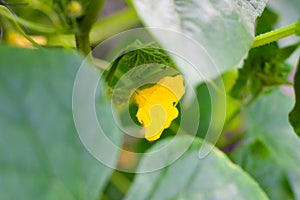 Young flowering cucumbers on a branch in a greenhouse. Plant with yellow flowers. Juicy fresh cucumber close-up macro on a