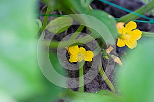 Young flowering cucumbers on a branch in a greenhouse. Plant with yellow flowers. Juicy fresh cucumber close-up macro on a
