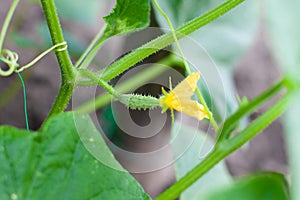 Young flowering cucumbers on a branch in a greenhouse. Plant with yellow flowers. Juicy fresh cucumber close-up macro on a