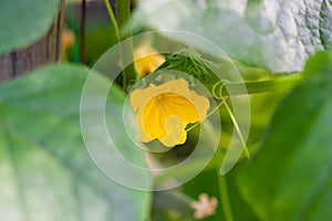 Young flowering cucumbers on a branch in a greenhouse. Plant with yellow flowers. Juicy fresh cucumber close-up macro on a