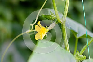 Young flowering cucumbers on a branch in a greenhouse. Plant with yellow flowers. Juicy fresh cucumber close-up macro on a