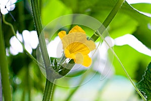 Young flowering cucumbers on a branch in a greenhouse. Plant with yellow flowers. Juicy fresh cucumber close-up macro on a