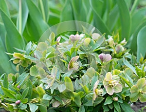 Young flowering hellebore bush in spring on blurred background, selective focus