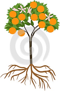 Young flowering orange tree with ripe fruits and root system