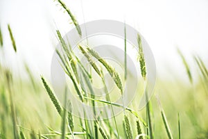 Young flowering spikes of barley close-up