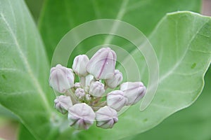 Young flowers of Giant Indian Milkweed or Gigantic Swallowwort.