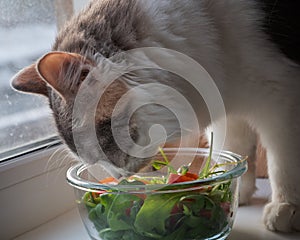 Young fluffy cat tastes a salad with tomatoes and arugula with a glass salad bowl