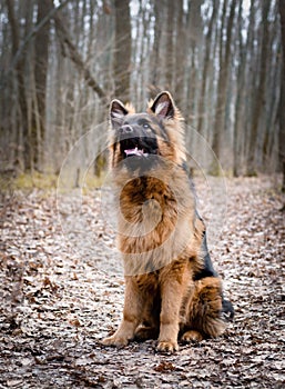 Young fluffy German shepherd dog puppy six months old Lying in a forest ground