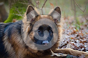 Young fluffy German shepherd dog puppy six months old Lying in a forest ground