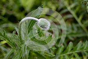 Young fluffy green heads of poppies on a flower bed in the garden