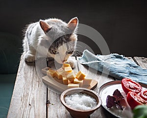 The young fluffy looks sternly at the cheese and wants to steal a piece from the table, a rustic table with a light snack