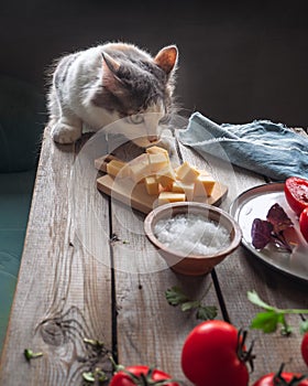 Young fluffy is preparing to take a piece of cheese off the table, a rustic table with a snack of tomato, salt and cheese