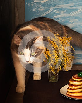 A young fluffy tortoise cat climbed onto the table, on which stands a plate with pancakes and a bouquet of mimosa, the table is