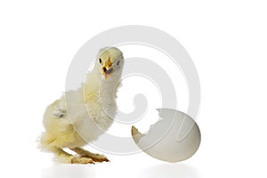 Young fluffy yellow Easter Baby Chicken with egg shell against white background