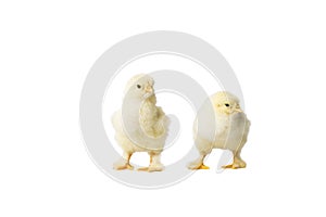 Young fluffy yellow Easter Baby Chickens standing Against White Background