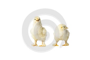 Young fluffy yellow Easter Baby Chickens standing Against White Background