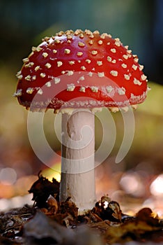 Young Fly Agaric