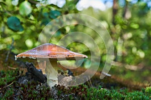 Young fly agaric in the forest in the moss and sunlight