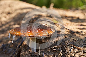 Young fly agaric in the forest on sandy soil