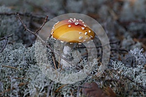 Young fly agaric mushroom in moss