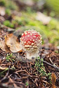 Young fly agaric mushrooms