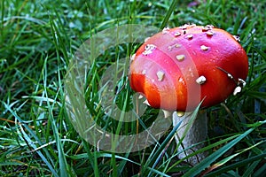 Young Fly Amanita mushroom, also called Fly Agaric, latin name Amanita Muscaria, typically red with white spots or scales