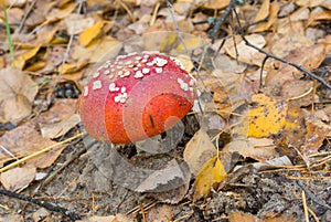 Young flyagaric