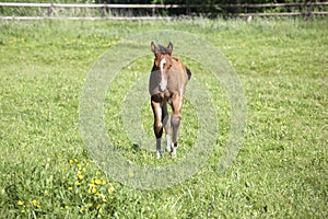 Young foal