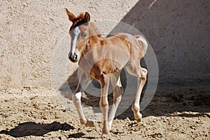 Young foal galloping