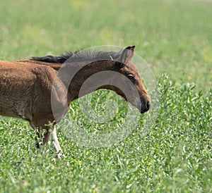 young foal galloping across