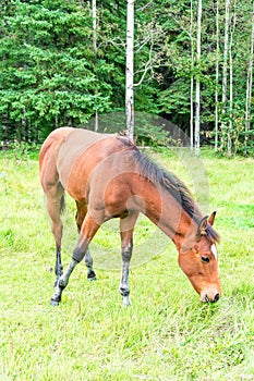 Young Foal Horse Grazing