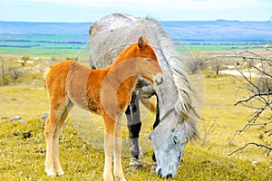 Young foal grazing with mother horse