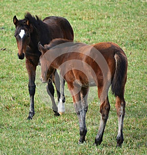 Young foal horses and mothers in field in fall season in Eastern township,