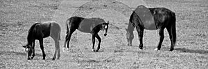 Young foal horses and mothers in field in fall season in Eastern township,